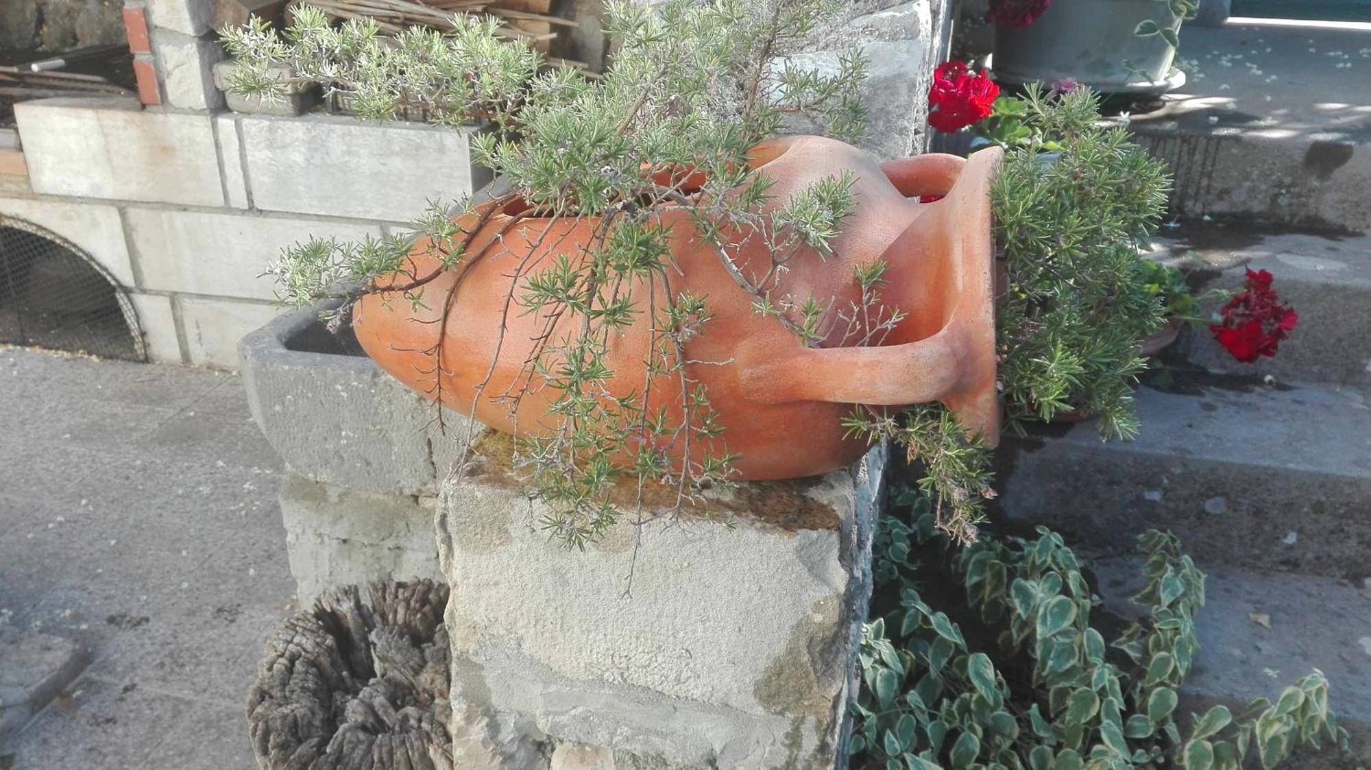 Fioretta *